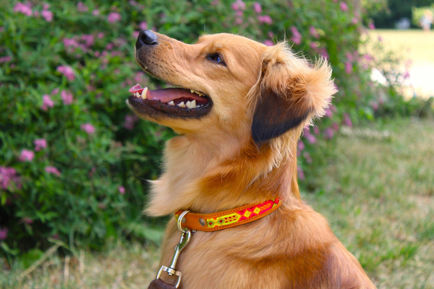 hundehalsband s aus mexiko