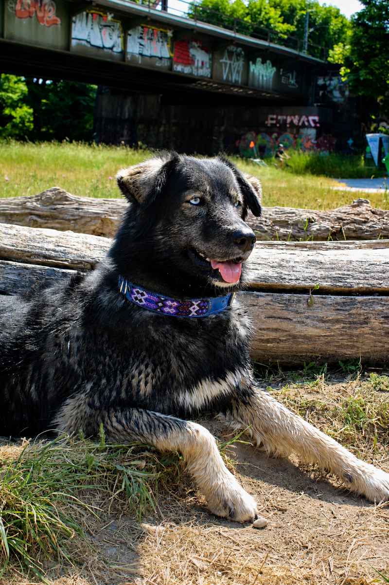 Großer Hund mit mexikanischem Hundehalsband mit blauen Leder